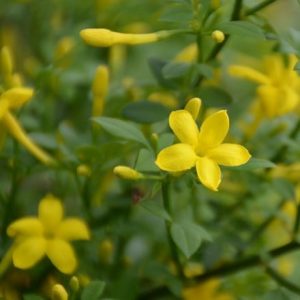 Jasminum fruticans Stella