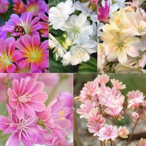 Lewisia collection