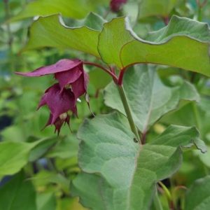 Leycesteria formosa Purple Rain