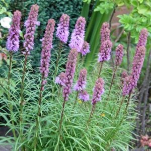 Liatris spicata