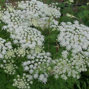 Ligusticopsis wallichiana