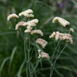 Limonium sinuatum QIS Apricot