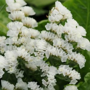 Limonium sinuatum QIS White