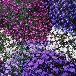 Lobelia Bedding Mixed