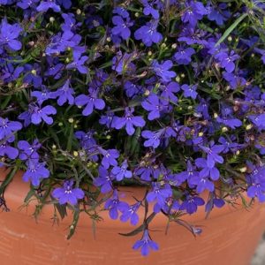 Lobelia erinus Crystal Palace