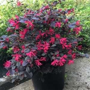 Loropetalum chinense var. rubrum 'Pearl' (PBR)