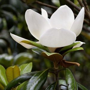 Magnolia grandiflora Little Gem