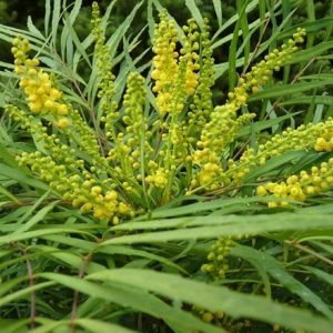 Mahonia eurybracteata subsp. ganpinensis Soft Caress