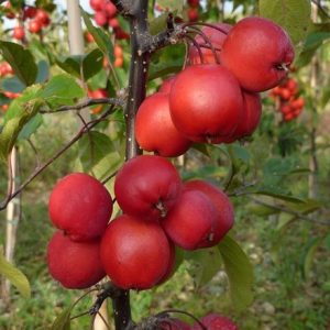 Malus × purpurea Neville Copeman