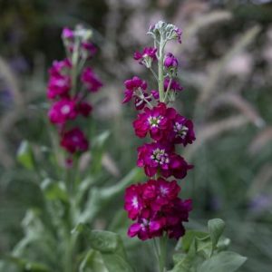 Matthiola incana Anytime Red (Anytime Series)