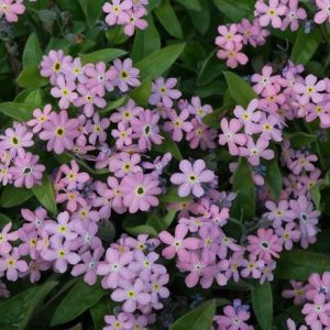 Myosotis sylvatica Mon Amie Pink