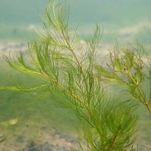 Myriophyllum verticillatum