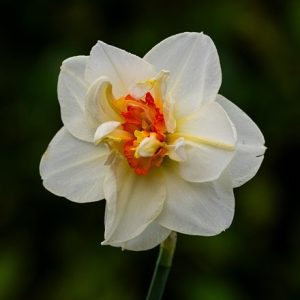 Narcissus Flower Drift