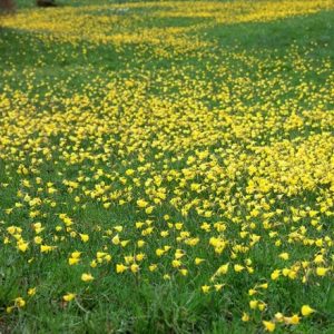 Narcissus bulbocodium