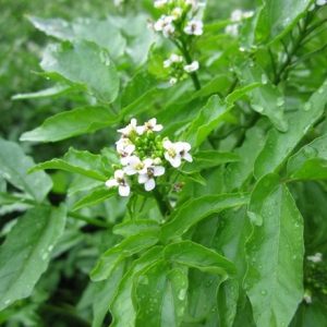 Nasturtium officinale