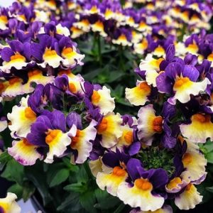 Nemesia Honey Bicolor Orange Flame (Honey Series)