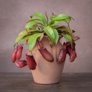 Nepenthes Bloody Mary (PBR)