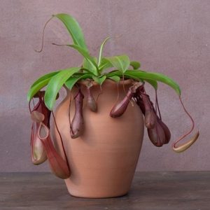 Nepenthes × ventrata