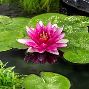 Nymphaea Escarboucle