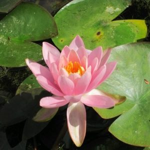 Nymphaea Fire Crest