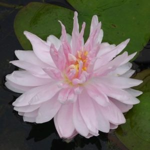 Nymphaea Gloire du Temple-sur-Lot