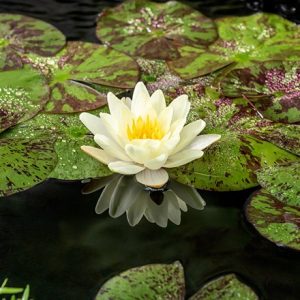 Nymphaea Marliacea Chromatella