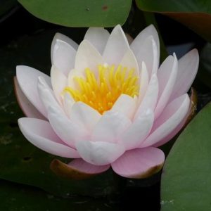 Nymphaea Marliacea Rosea