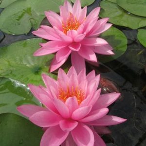 Nymphaea Mayla