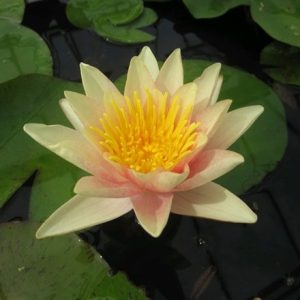 Nymphaea Paul Harriot