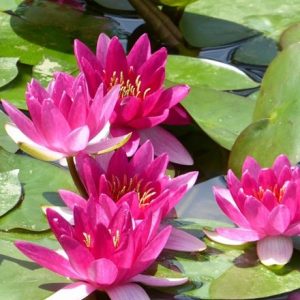 Nymphaea Xiafei