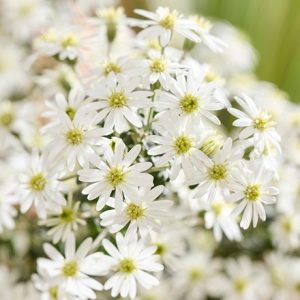 Olearia phlogopappa Spring Bling (PBR)