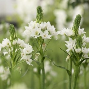 Ornithogalum thyrsoides