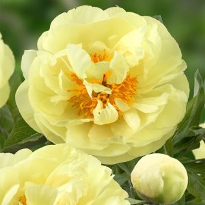 Paeonia Lemon Chiffon