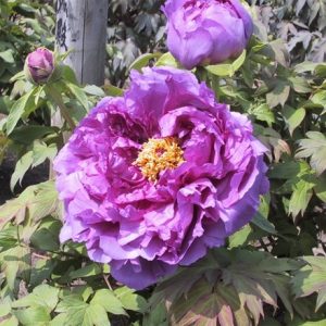 Paeonia × suffruticosa Ling Hua Zhan