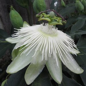 Passiflora Snow Queen