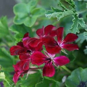 Pelargonium Choun Cho