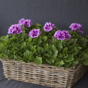 Pelargonium Don Mila (PBR)