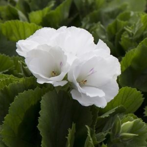 Pelargonium Don Palido (PBR)