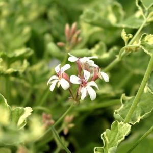 Pelargonium (Fragrans Group) Fragrans Variegatum