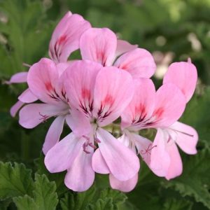 Pelargonium Sweet Mimosa