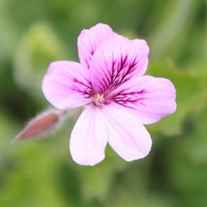 Pelargonium Torrento