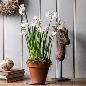 Perfumed paperwhites in terracotta pot