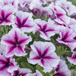 Petunia Designer Starburst Cherry (Designer Series)