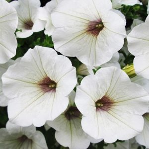 Petunia Surfinia White ('Kesupite') (Surfinia Series)