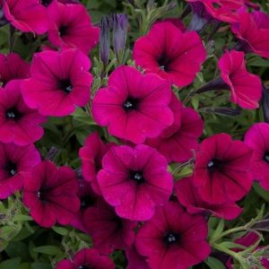 Petunia multiflora Shock Wave Deep Purple ('Pas933531')