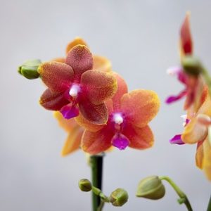 Phalaenopsis Bolgheri