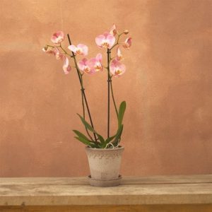 Phalaenopsis Honey Peach