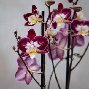 Phalaenopsis Nantes