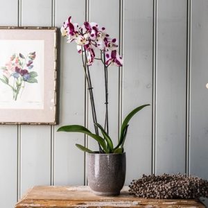 Phalaenopsis Polka Dots