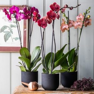 Phalaenopsis collection